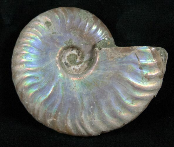 Silver Iridescent Ammonite - Madagascar #13698